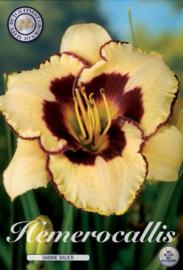 Hemerocallis Sabine Bauer