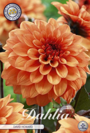 Dahlia Decoratief David Howard