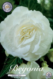 Begonia Doubleflowered White