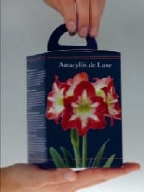 Amaryllis Striped in Square Box