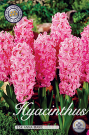 Hyacinthus Orientalis Anna Marie