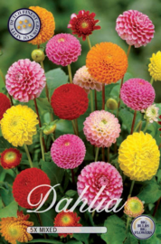 Dahlia Pompon Mix