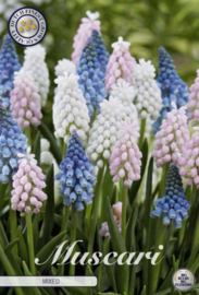Muscari Mixed