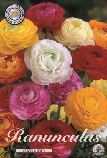 Ranunculus Asiaticus Mixed