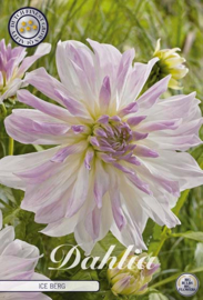 Dahlia Decoratief Ice Berg