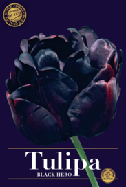 Tulipa Black Hero