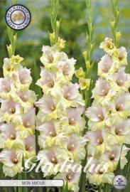 Gladiolus Mon Amour