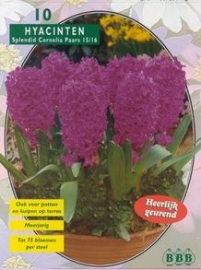 Hyacinth Splendid Cornelia