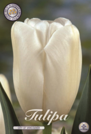 Tulipa Single Late City of Vancouver