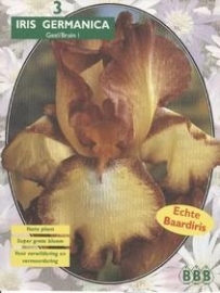 Iris Germanica Yellow/Braun
