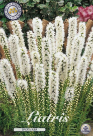 Liatris Floristan Weiss