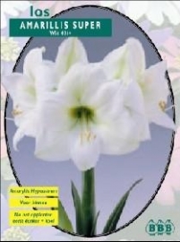 Amaryllis Super White