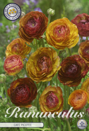 Ranunculus Picotee Cafe