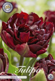 Tulipa Double Late Palmyra