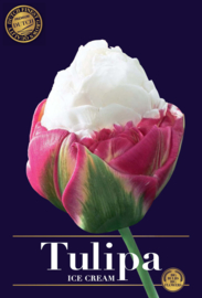 Tulipa Ice Cream