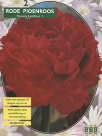 Paeonia Red