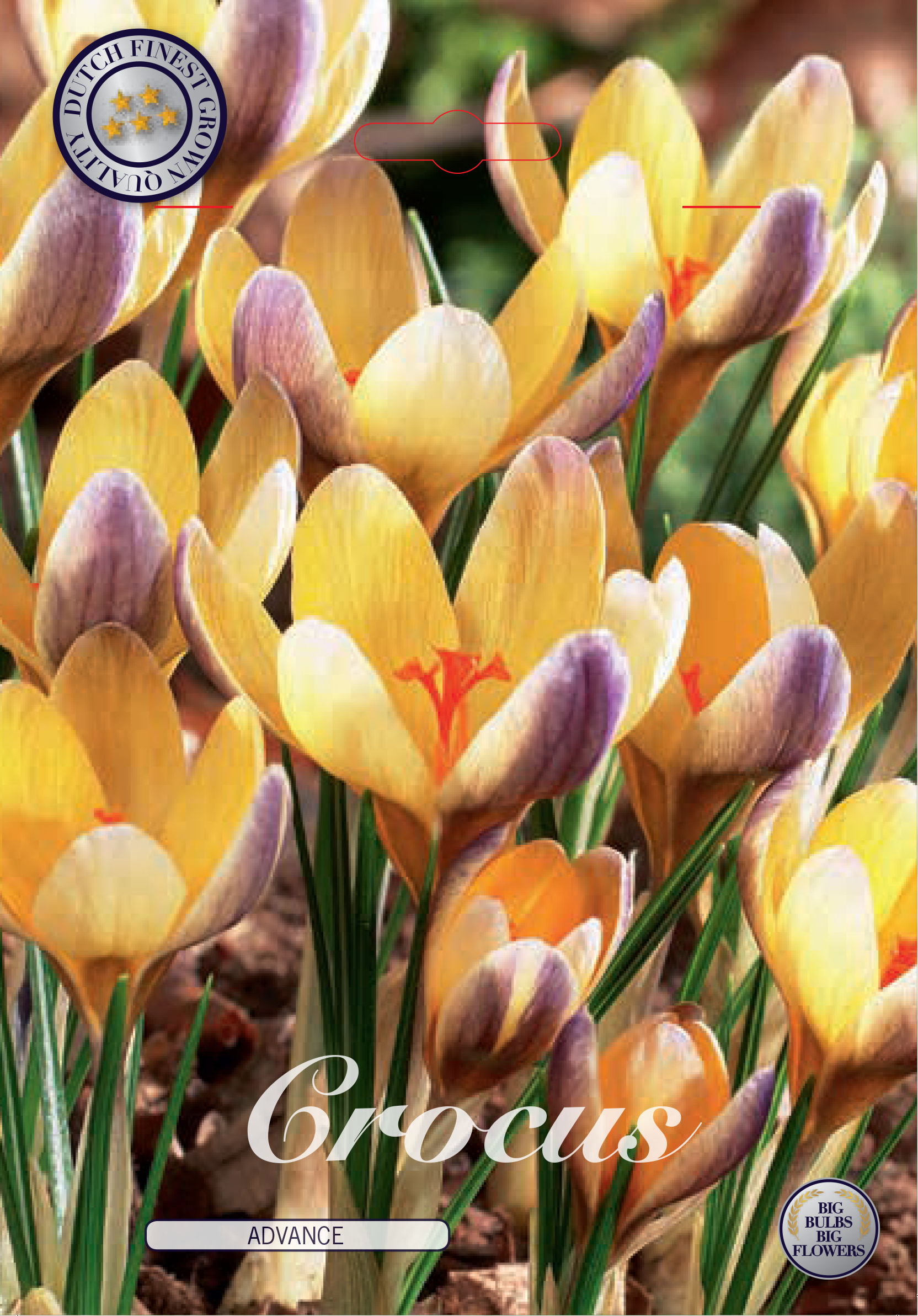 Crocus chrysanthus Advance