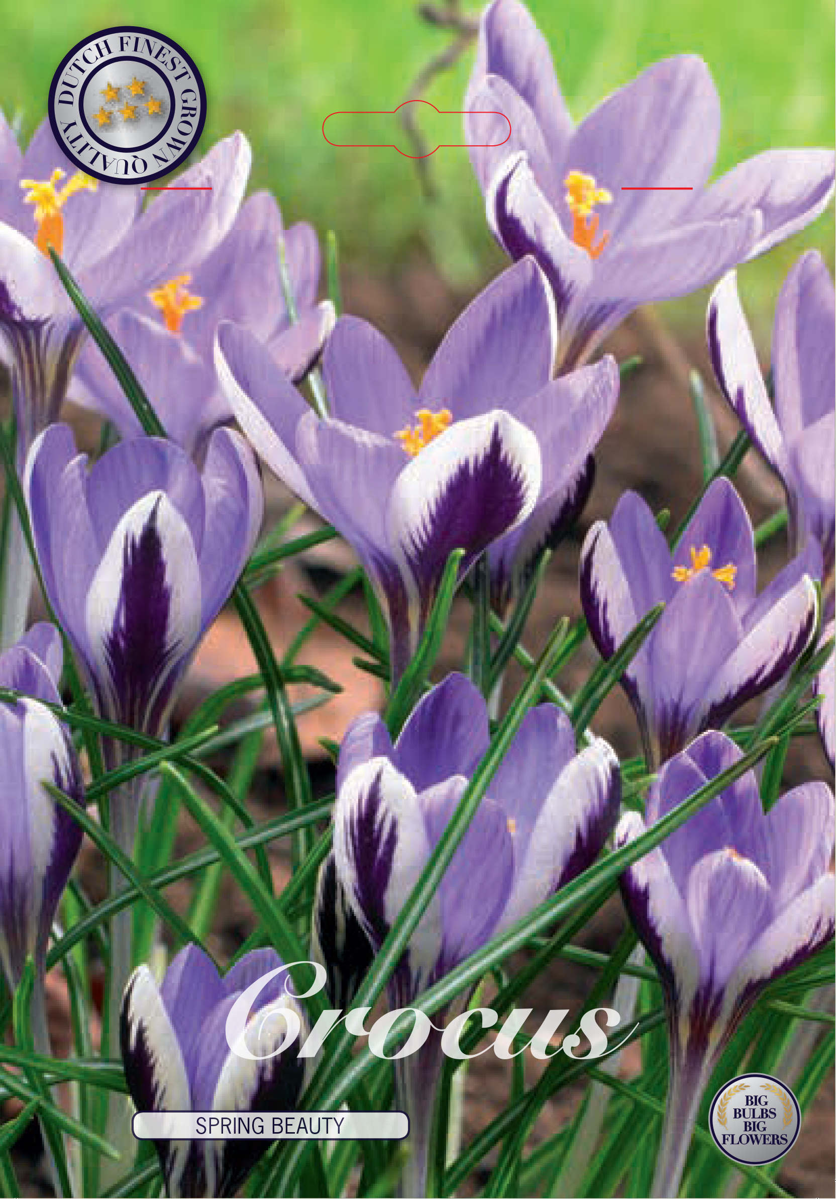 Crocus Spring Beauty