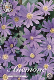 Anemone Blanda Blue