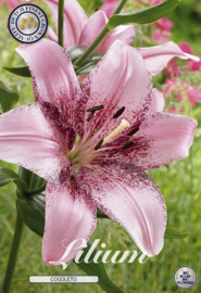 Lilium Cogoleto