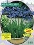 Agapanthus Dark Blue