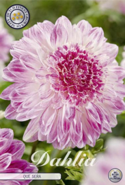 Dahlia Special Que Sera