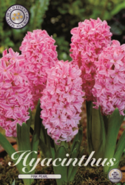 Hyacinthus Orientalis Pink Pearl