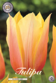 Tulipa Single Late Blushing Lady