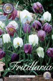 Fritillaria Meleagris