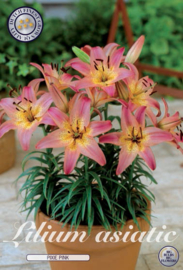 Lilium Pixie Rose