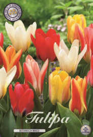 Tulipa Botanisch mixed