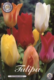 Tulipa Fosteriana Mixed