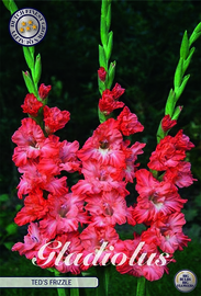 Gladiolus Ted's Frizzle