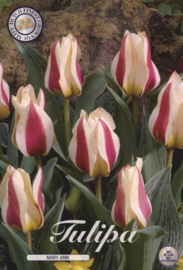 Tulipa Greigii Mary Ann