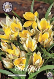 Tulipa Specie Tarda