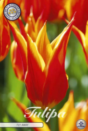 Tulipa Lilyflowering Fly Away