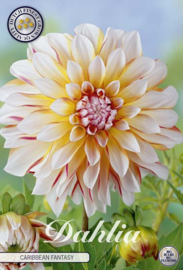 Dahlia Decoratief Caribbean Fantasy