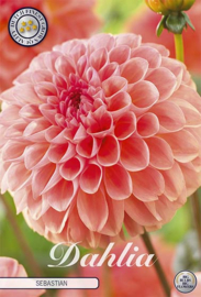 Dahlia Ball Sebastian
