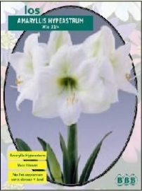 Amaryllis Hippeastrum White