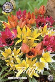 Tulipa Specie Mix