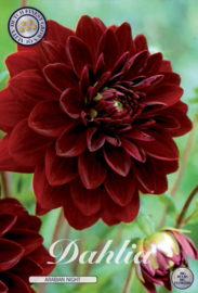 Dahlia Decoratief Arabian Night