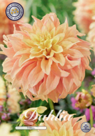 Dahlia Decoratief Tyrell