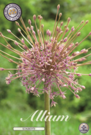 Allium Schuberti