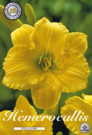 Hemerocallis Stella D'oro