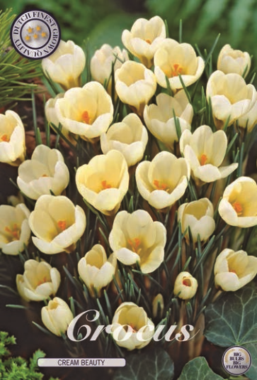 Crocus Chrysanthus Cream Beauty