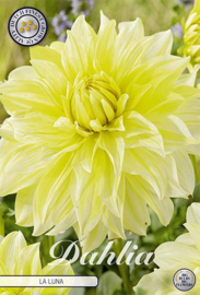 Dahlia Decoratief La Luna