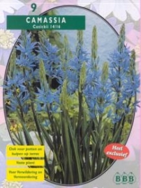 Camassia Cusickii