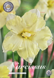 Narcis Splitcrown  Cassata