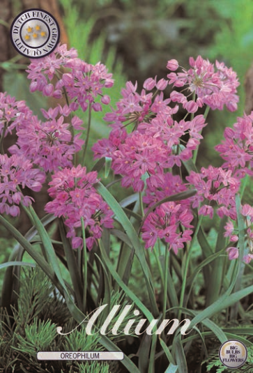 Allium Oreophilum