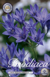 Brodiaea Koningin Fabiola